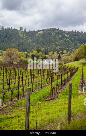 Un vignoble dans la Napa Valley en Californie au début du printemps près de Calistoga Banque D'Images