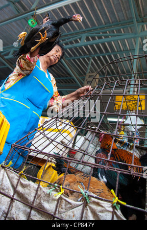 Vendeur de poulets vivants, Khlong Toey market à Bangkok, Thaïlande Banque D'Images