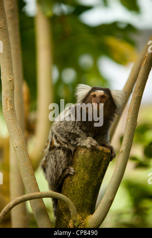 Un singe ouistiti assis dans un arbre à Butterfly World, Klapmuts, Afrique du Sud Banque D'Images