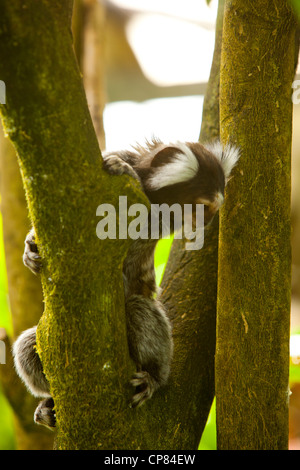 Un singe ouistiti assis dans un arbre à Butterfly World, Klapmuts, Afrique du Sud Banque D'Images