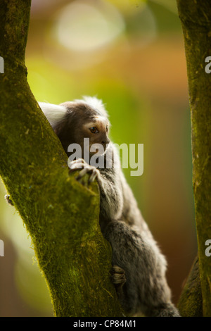 Un singe ouistiti assis dans un arbre à Butterfly World, Klapmuts, Afrique du Sud Banque D'Images