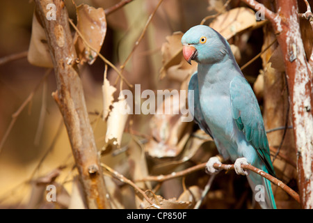 Un perroquet bleu Ringneck dans un arbre à Exotic animal World, Klapmuts, Afrique du Sud. Banque D'Images