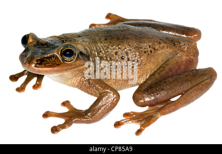 Casque de la Jordanie (Trachycephalus jordani Treefrog tête) du sud-ouest de l'Équateur Banque D'Images