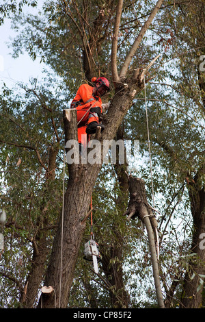 Tree Surgeon travaillant dans un arbre avec une tronçonneuse Banque D'Images