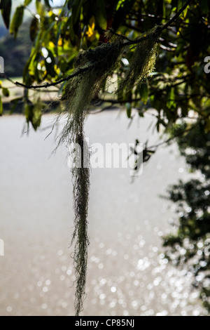 La mousse espagnole suspendue à un arbre près de la rivière russe dans le nord du Comté de Sonoma en Californie Banque D'Images