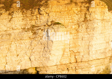 Falaises de Bempton Yorkshire Coast l'Angleterre. Banque D'Images