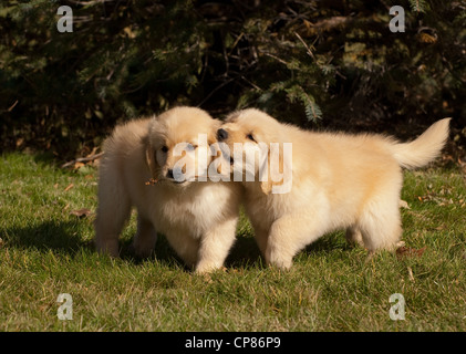 Chiot golden retriever à la poursuite d'autres avec le bâton dans sa bouche-oreille piqueurs Banque D'Images