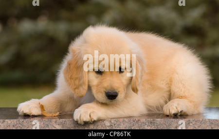 Chiot golden retriever couché sur banc de granit Banque D'Images
