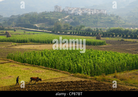 Labourer les champs des agriculteurs à l'aide de boeufs sur les terres agricoles de la vallée riche en Yanggancun hilltop village Huangshan République populaire de Chine Banque D'Images