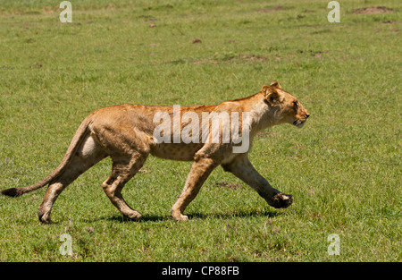 Une femme lionne (Panthera leo) marche à travers le marais à la Masai Mara National Reserve, Kenya, à la recherche d'un kill. Banque D'Images