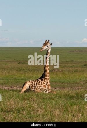 Girafe Masai assis sur le Masai Mara, Kenya, Afrique de l'Est. Banque D'Images