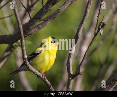 Chardonneret jaune mâle Banque D'Images