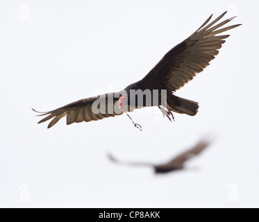 Dinde Vulture mangeant en vol Banque D'Images