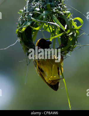 Tête Noire Weaver (Ploceus cucullatus) construction d'un nid, de la rivière Ishasha, Parc national Queen Elizabeth, en Ouganda. Banque D'Images