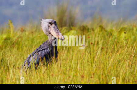 Shoebill Stork (rex) Balanaeceps au marais de Mabamba, Ouganda Banque D'Images