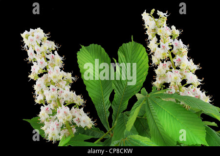 Inflorescence de l'arrière-plan de châtaignier. Isolé sur le noir. Banque D'Images