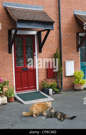 Les chats assis à l'extérieur porte d'entrée de maison à Bromyard Herefordshire Angleterre UK Banque D'Images