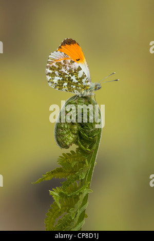 Orange-tip butterfly Anthocharis cardamines, homme, dans le Yorkshire, Mai Banque D'Images