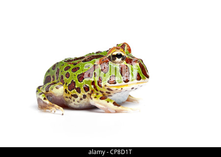 Chacoan Ceratophrys cranwelli grenouille cornue, le Paraguay. Juvenile Banque D'Images