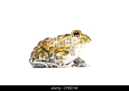 Pyxicephalus adspersus, bullfrog africains Banque D'Images