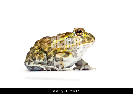 Pyxicephalus adspersus, bullfrog africains Banque D'Images