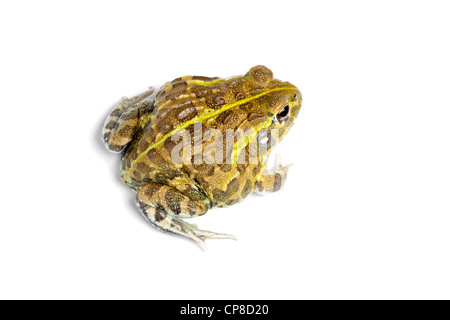 Pyxicephalus adspersus, bullfrog africains Banque D'Images