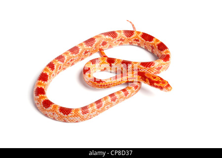 Snake, Pantherophis guttatus de maïs, forme amelanistic, Amérique du Nord Banque D'Images