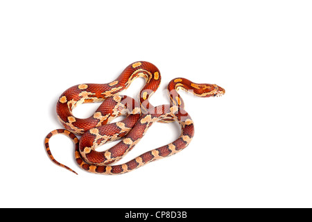 Snake, Pantherophis guttatus de maïs, forme Okeetee, Amérique du Nord Banque D'Images