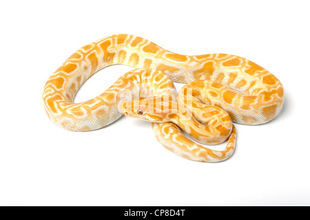 Burmese python, Python molurus bivittatus Banque D'Images