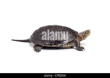 Tortue cistude, Emys orbicularis, sur fond blanc Banque D'Images