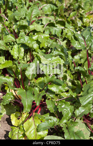 Rangées de racine de betterave biologique montrant feuilles Banque D'Images