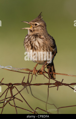 Singing Lark (Galerida cristata Crested), Lesbos, Grèce Banque D'Images