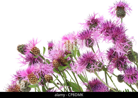 Chardon des champs (Cirsium arvense) avec des fleurs roses et boutons carte postale. Isolé sur blanc. Banque D'Images