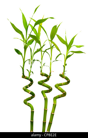 Trois choux décoratifs hélicoïde d'un bambou vert isolated on white Banque D'Images