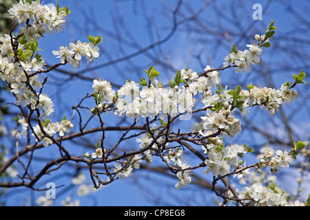 Damson blossom à la fin mars Banque D'Images