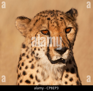 Cheetah head shot,portrait Banque D'Images