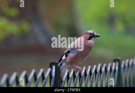 Jay assis sur Fence Banque D'Images