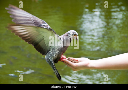 L'alimentation du pigeon. Banque D'Images