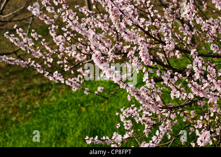 Prunier en fleurs dans le Nord de l'Inde, l'Himachal-Pradesh Banque D'Images