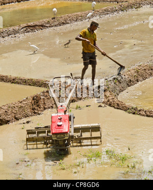 L'homme dans un binage des rizières Sri Lanka Banque D'Images