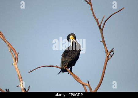 Grand Cormoran - Phalacrocorax carbo- Banque D'Images