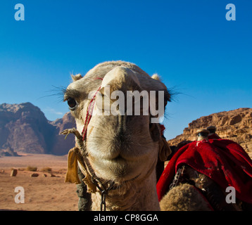 Chameau dans le Wadi Rum, Jordanie Banque D'Images