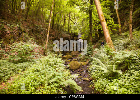 Canonteign falls sur le canonteign estate dans la Teign Valley sur le bord du Dartmoor National Park, Devon, UK. Banque D'Images