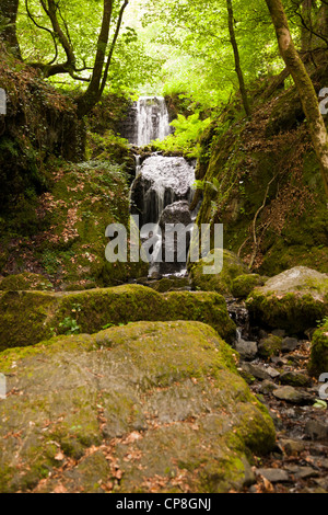 Canonteign falls sur le canonteign estate dans la Teign Valley sur le bord du Dartmoor National Park, Devon, UK. Banque D'Images