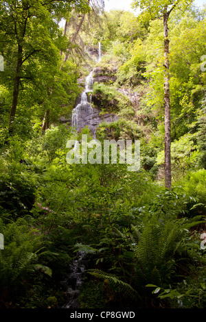 Canonteign falls sur le canonteign estate dans la Teign Valley sur le bord du Dartmoor National Park, Devon, UK. Banque D'Images