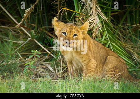 Lion Cub à Duba Plains, Okavango Delta, Botswana Banque D'Images