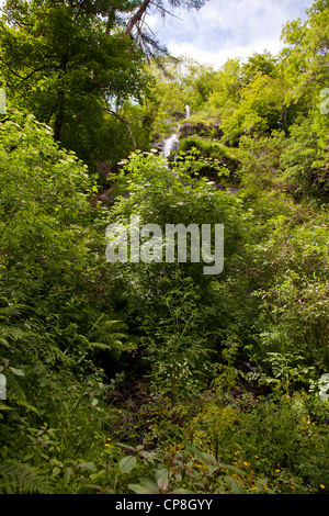 Canonteign falls sur le canonteign estate dans la Teign Valley sur le bord du Dartmoor National Park, Devon, UK. Banque D'Images