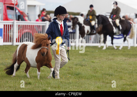 Enfant présentant un poney Shetland avec une rosette du gagnant pour le troisième prix au Show d'Anglesey dans le Mona showground. Anglesey Pays de Galles Royaume-uni Grande-Bretagne Banque D'Images