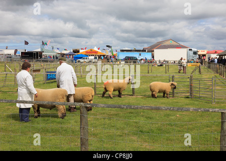 Le Oxford au championnats du mouton dans le show d'Anglesey Mona showground Isle of Anglesey au nord du Pays de Galles UK Banque D'Images