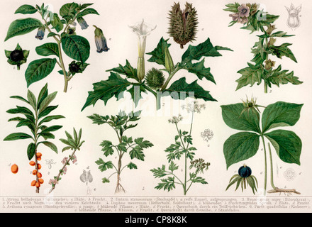 Illustration historique du 19ème siècle, l'inscription de plantes toxiques, Banque D'Images